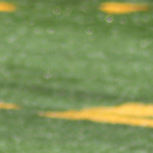 Player Thumbnail